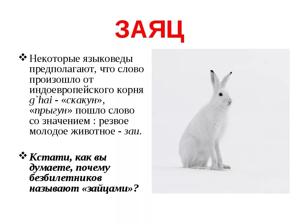 Род слова зайца. Происхождение зайца. Обозначение слова заяц это. Заяц этимология. Этимология слова заяц.