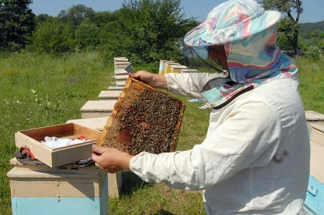 Соседские пчелы. Пчеловоды Перми. Наблюдение за пчелами. Люди которые убирают ульи. Магазин пчеловод Пермь.