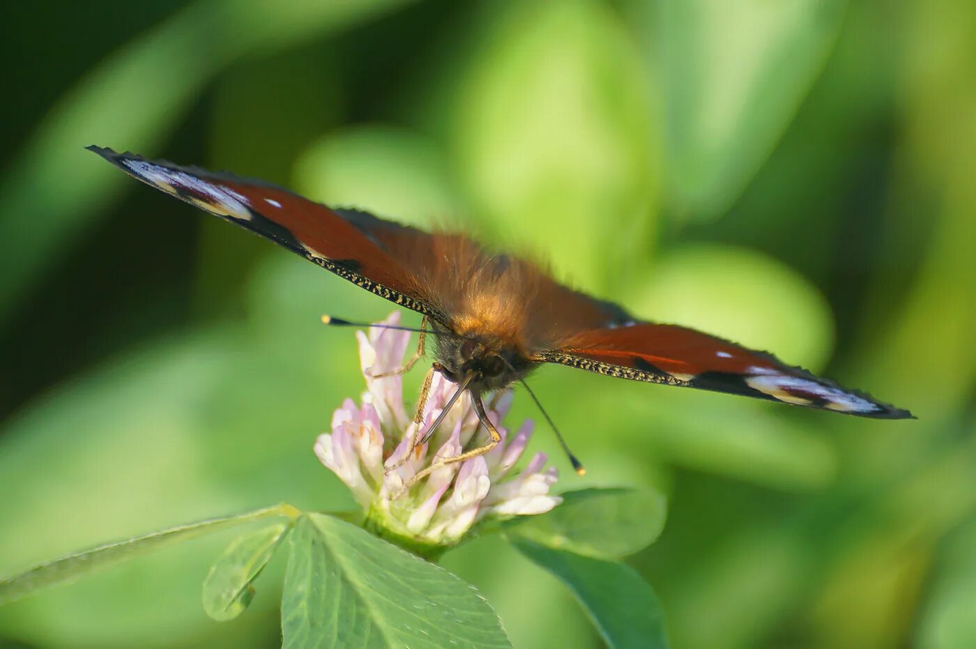 The Painted Lady butterfly. Our favorite!