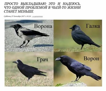 Как видят грачи