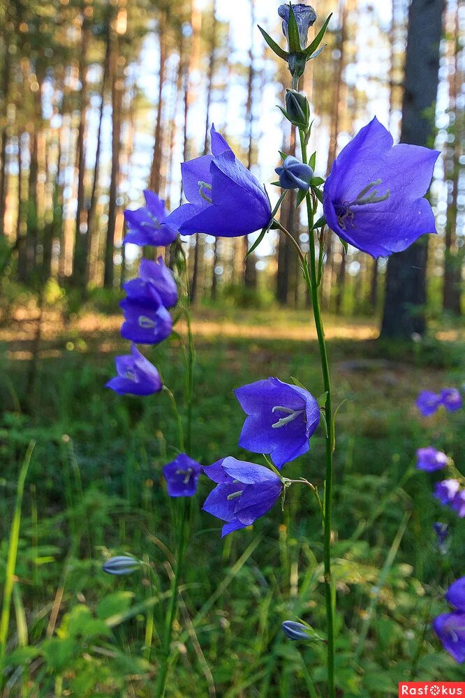 Цветок лесной колокольчик. Колокольчик тонколистный. Кампанула Лесная. Колокольчик узколистный. Колокольчик Лесной крупноцветковый.