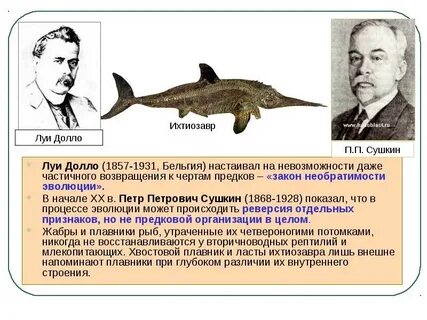 Необратимая эволюция
