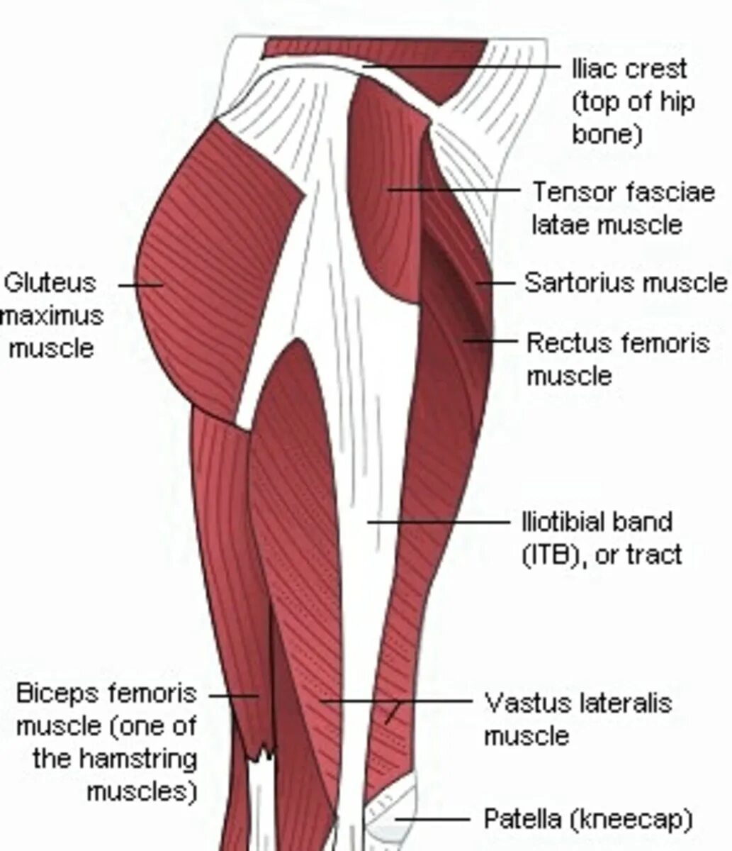 Thigh hip разница. Gluteus Maximus Medius. Hip thigh. Хамстринг мышцы.