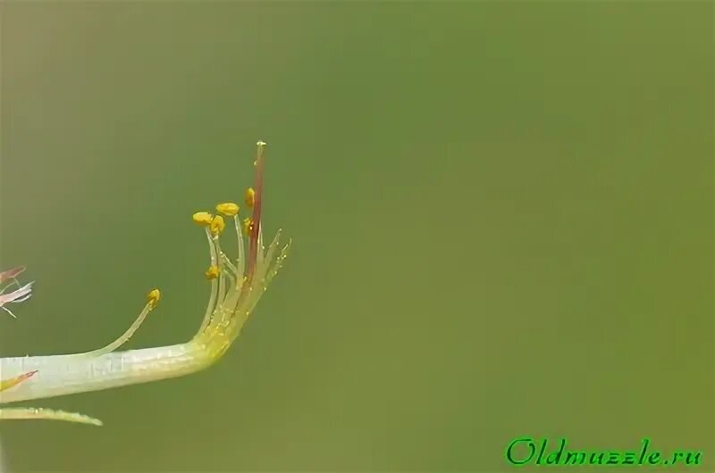 Эспарцет плод. Тычинки амариллиса. Эспарцет плод. Пестик гороха. Тычинки бобовых.