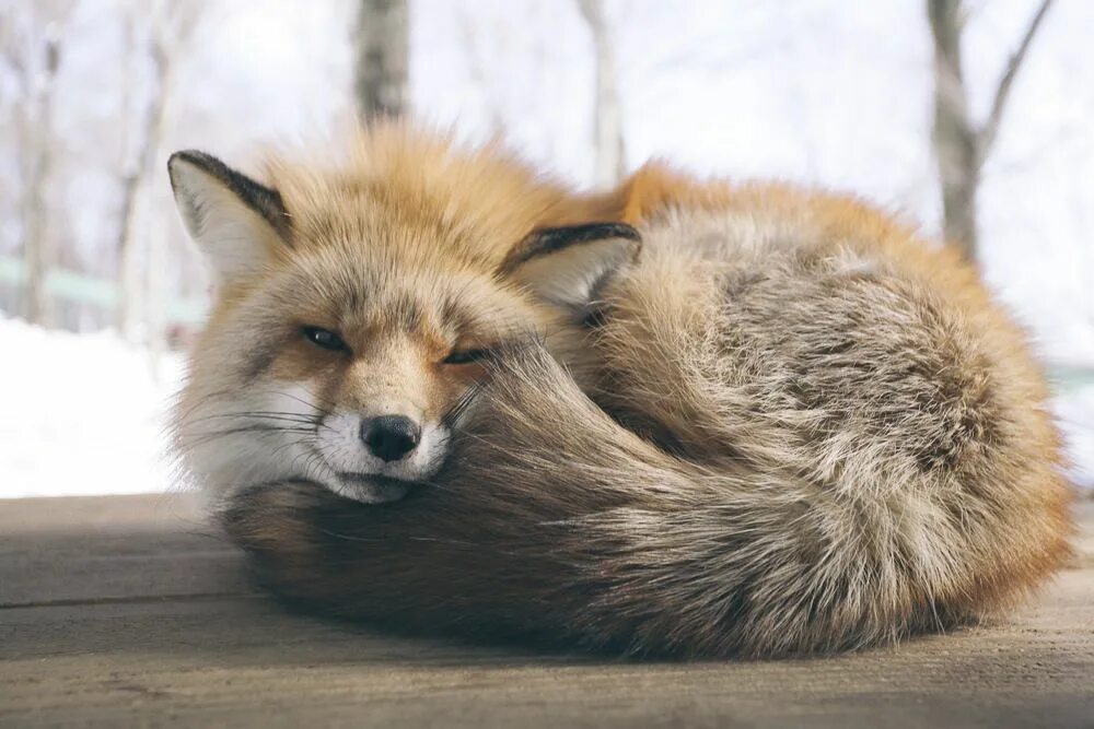 Лиса. Пушистый Лис. Красивая лиса. Пушистая лиса. Fluffy fox