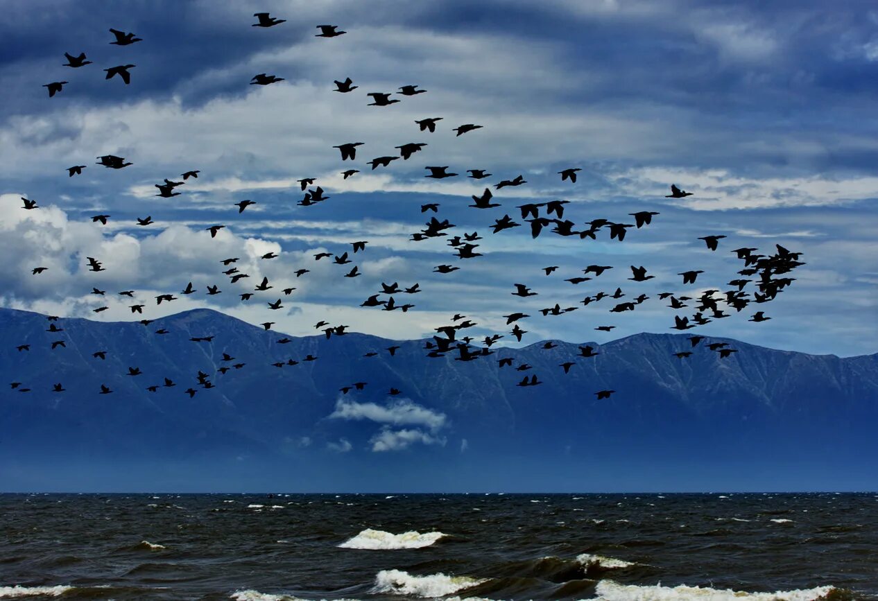 За синими морями забытый. Стая перелетных птиц. Птицы улетают. Птицы в небе. Мигрирующие птицы.