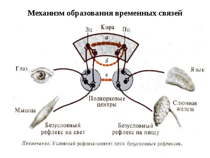 Механизм образования временной связи условных рефлексов. Механизм образования временной связи физиология. Структура и механизм образования временной связи. Образование и торможение условных рефлексов. Образование временной связи