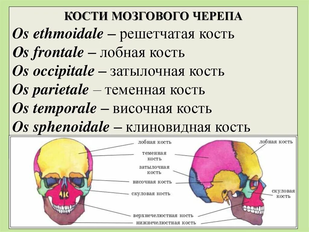 Латинские названия костей черепа. Кости мозгового отдела черепа на латыни. Строение кости черепа человека. Кости мозгового отдела черепа на латинском. Термин череп