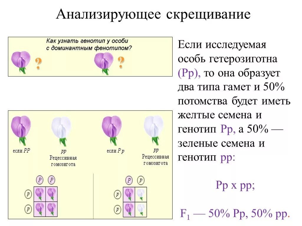 Анализирующее скрещивание. Анализирующее скрещивание проводят для. НАЛИЗИРУЮЩЕЕ скрещивани. Анализирующее скрещивание пример. Скрещивание особей с неизвестным генотипом