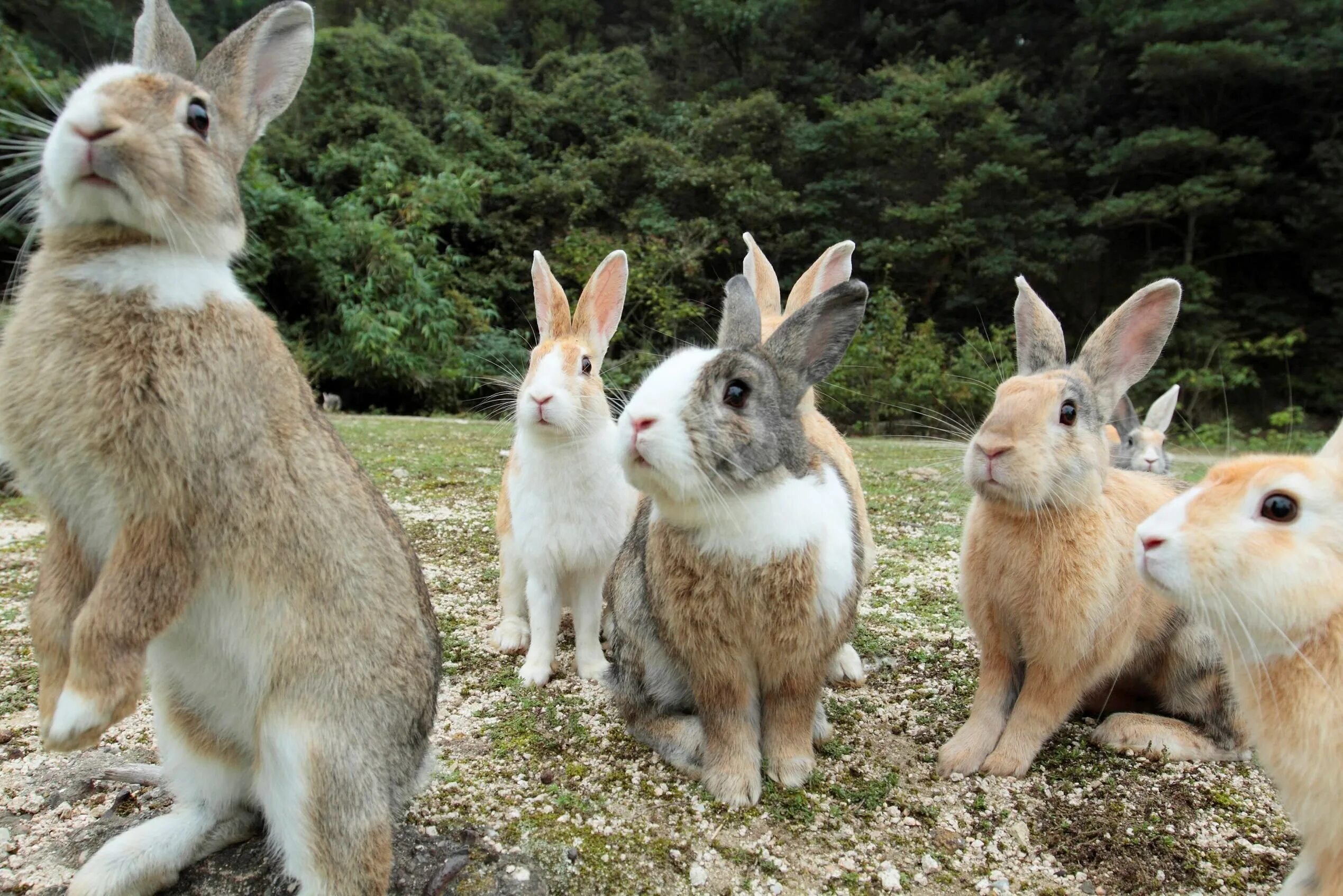 Видео где кролик. Остров кроликов Окуносима. Хиколь порода кроликов. Калифорнийский дикий кролик дикий. Много кроликов.