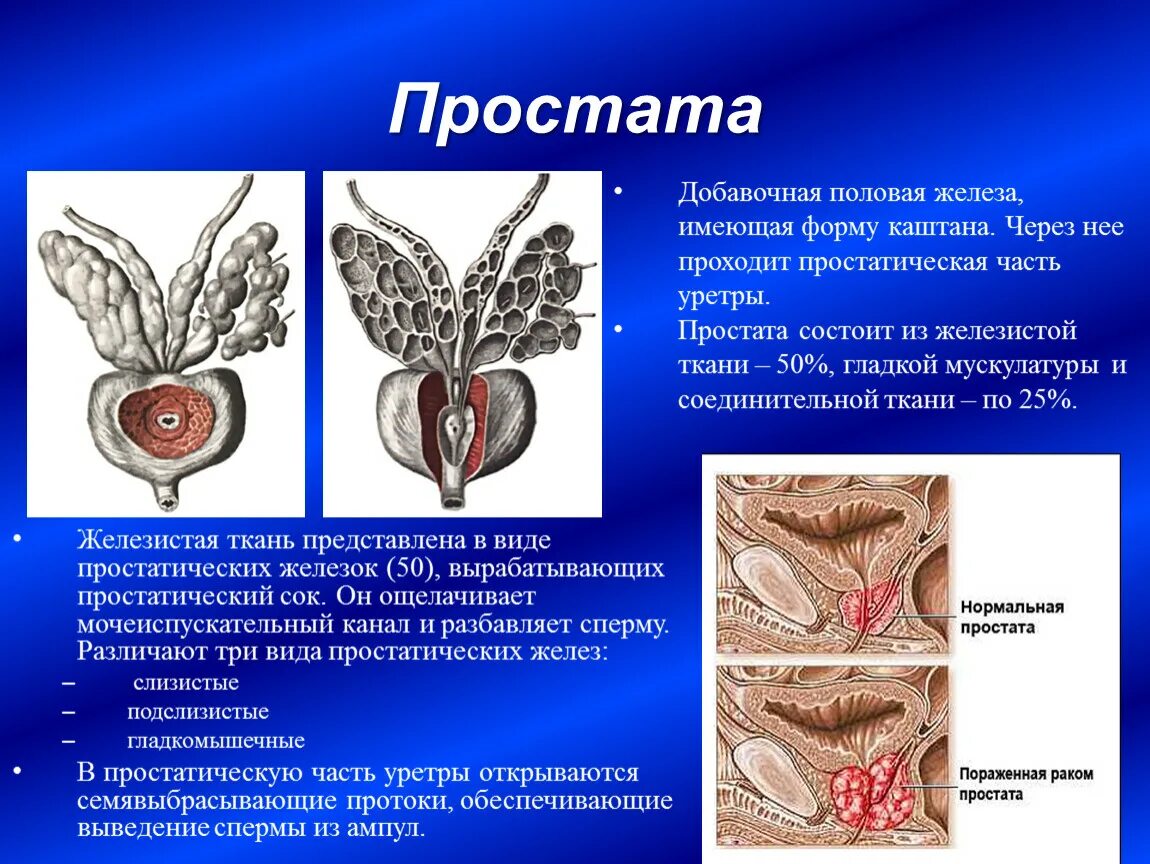 Простата имеет