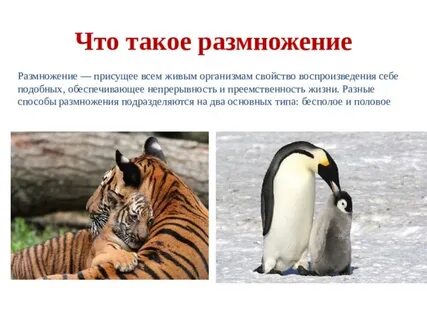 Присущее всем организмам свойство воспроизведения себе подобных
