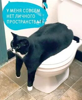 Коты переживают