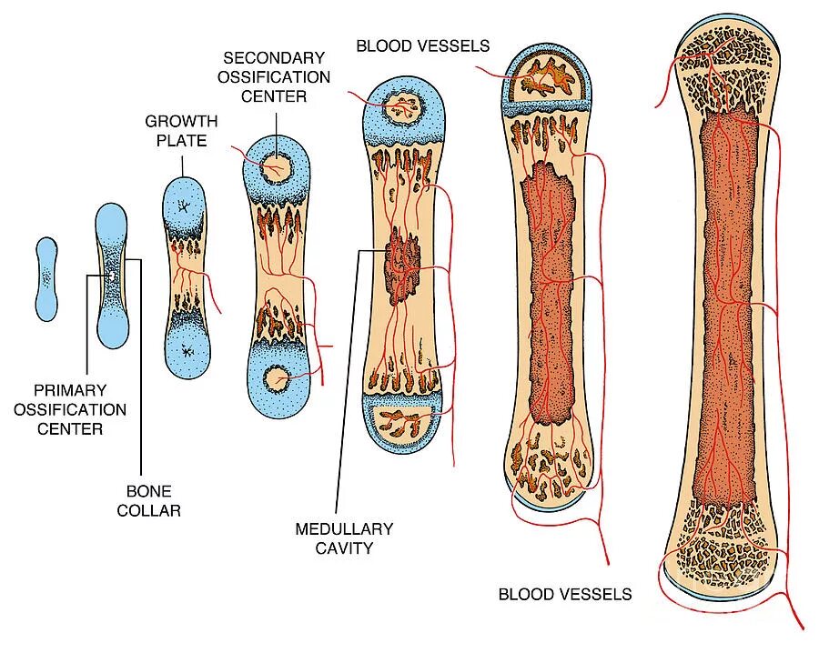Рост кости в толщину. Bone growth. Bone growth. Эпифизарная линия. Рост костей в толщину.