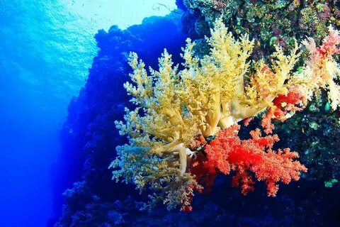 Морские кораллы