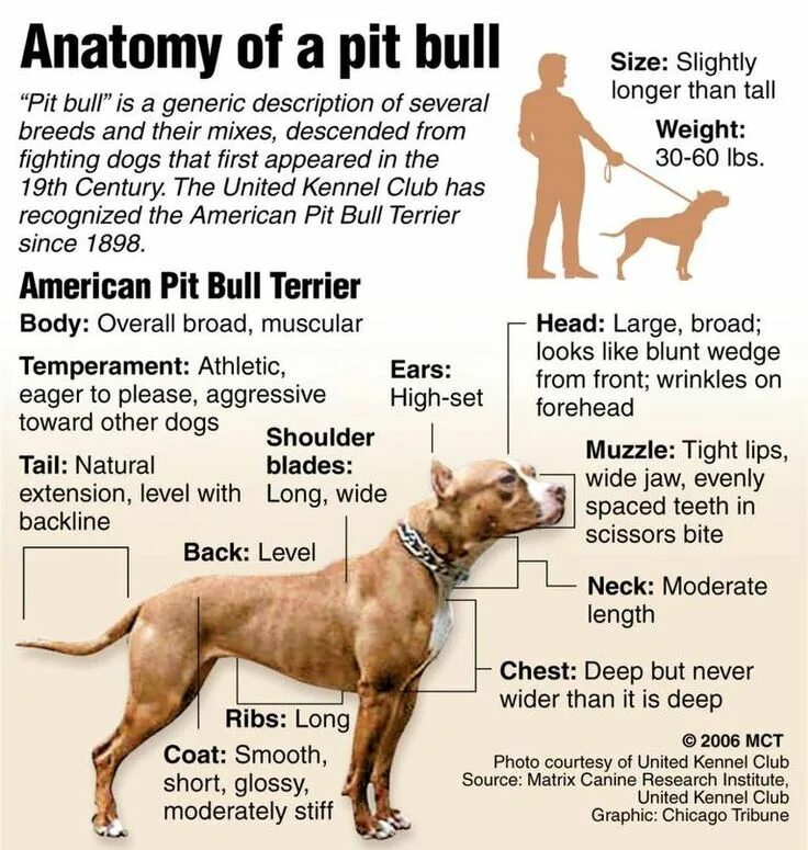 Американский стаффордширский терьер стандарт. Стаффордширский терьер параметры породы. Стандарты породы питбуль вес рост. Американский питбуль рост.