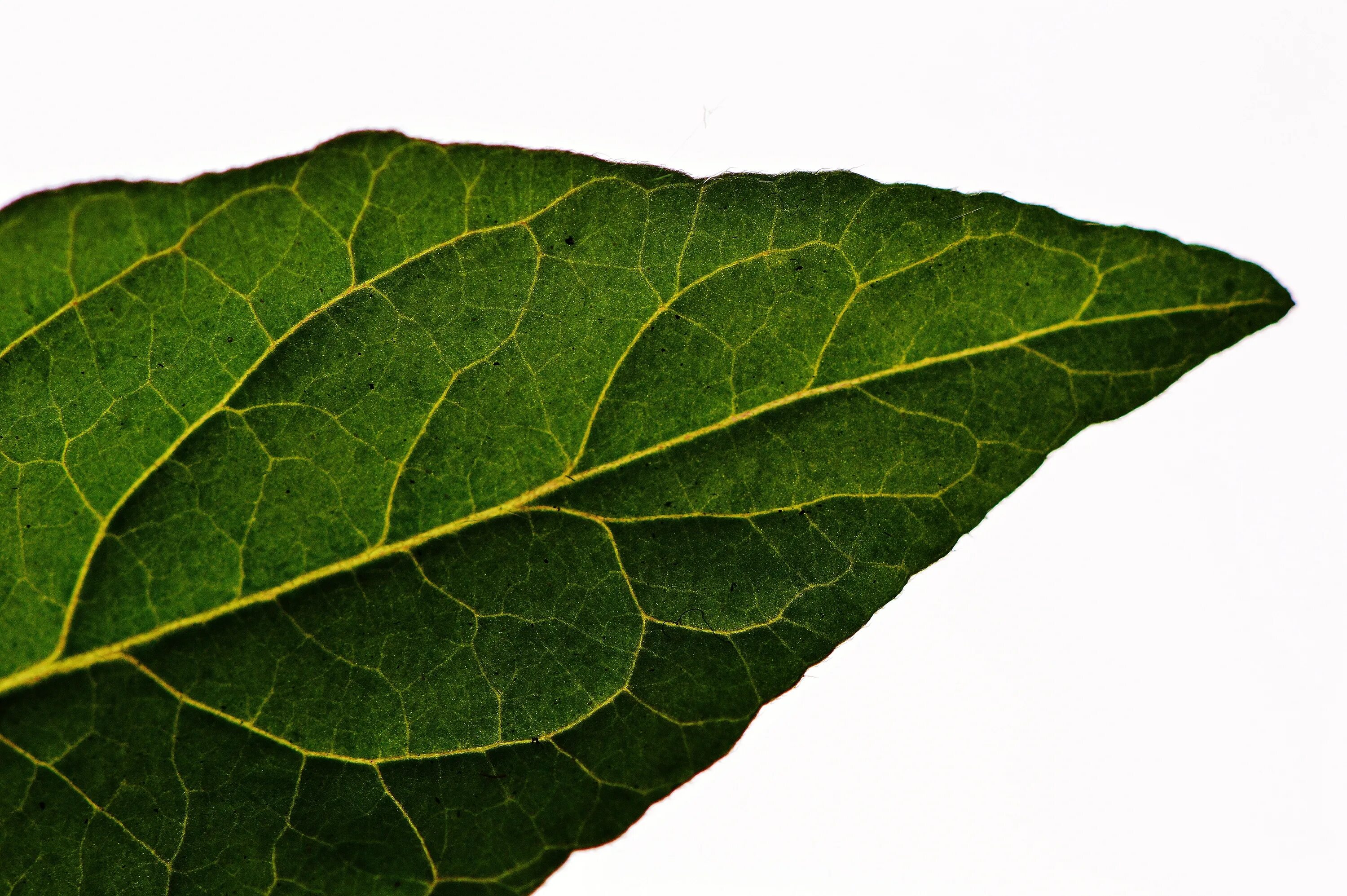 Листья растений. Зеленый лист. Листья фото. Лист цветка. Tomato leaves