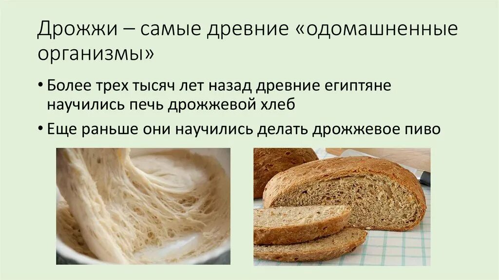 Сколько по времени поднимается дрожжевое тесто