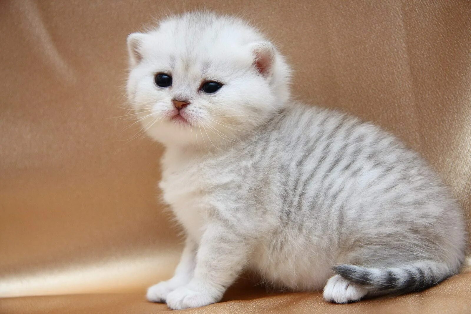 Серебристая шиншилла кошка. Британская короткошёрстная кошка шиншилла серебристая. Британская серебристая шиншилла кошка. Британский кот серебристая шиншилла. Британская шиншилла кошка.
