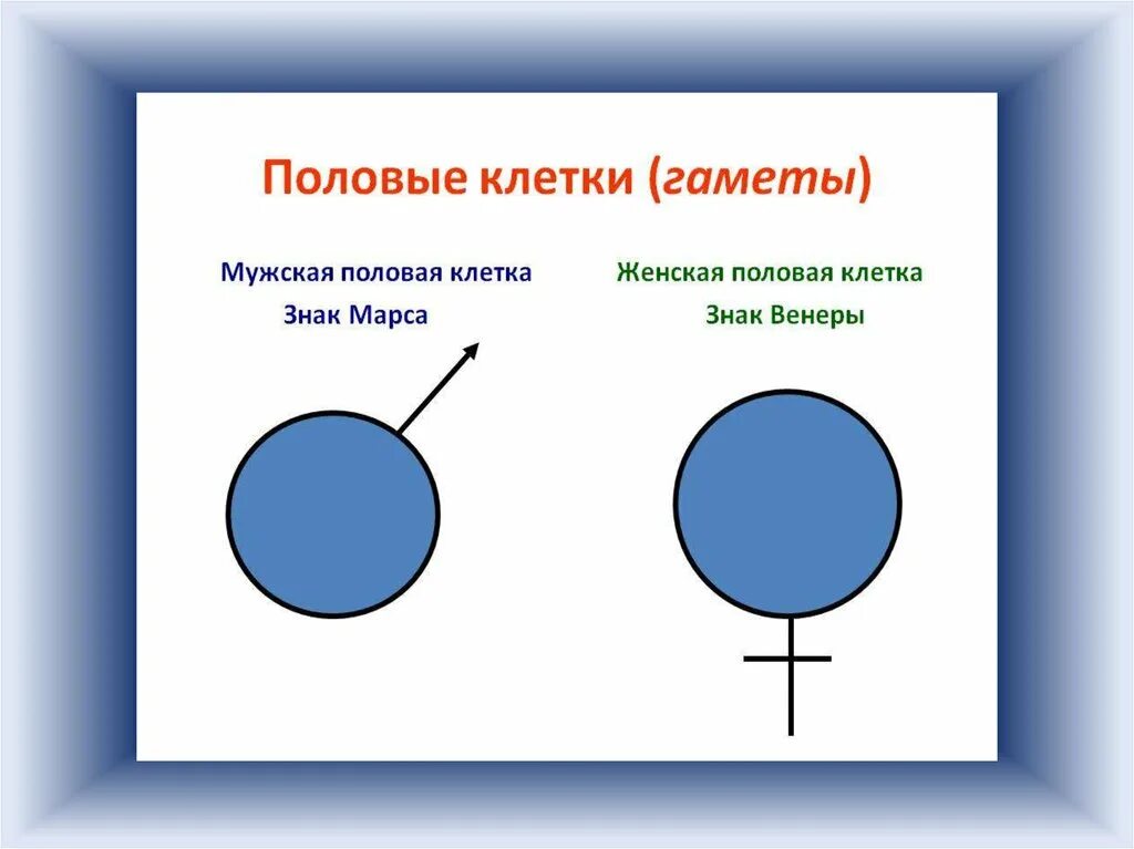 Как называются женские гаметы. Гаметы женские и мужские обозначение. Мужские гаметы и женские гаметы. Женская и мужская половая клетка. Мужская половая клетка обозначение.