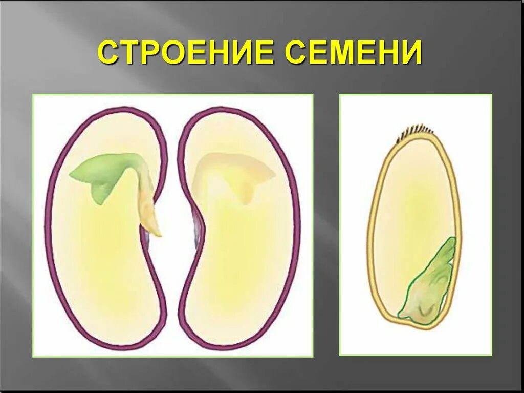 Семя внешнее и внутреннее строение. Строение семени. Внутреннее строение семени. Строение семени корешок. Семя строение и функции.