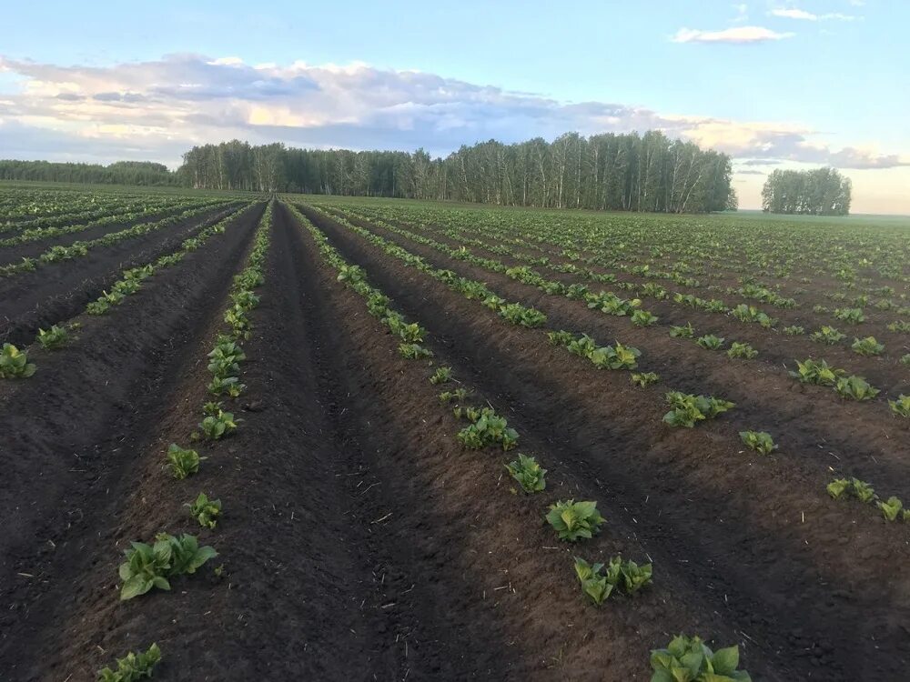 Плантация картофеля. Картофельное поле картинки. Борозда. Село приволжье картофельные поля. Бороздование почвы.