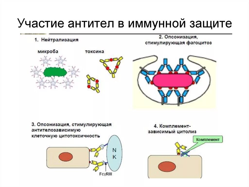 Выработка организмом антител. Схема образования антител. Иммунитет антитела. Схема антиген антитело. Иммунитет антитела антигены.