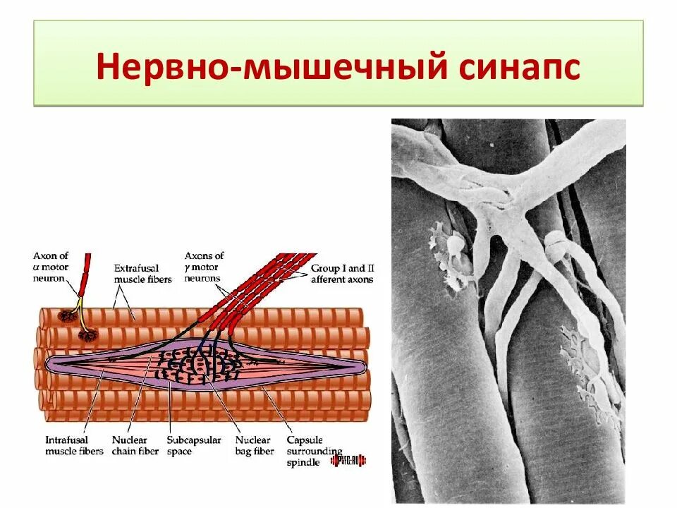 Соединительная мышца. Нервно-мышечный синапс скелетного мышечного волокна. Схема нервно мышечного синапса. Нарисуйте строение нервно мышечного синапса. Нервно мышечный синапс скелетной мышцы.