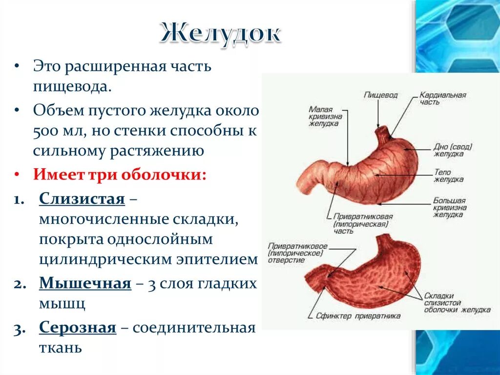 Желудок строение и функции анатомия. Строение желудка вид спереди. Строение желудка описание. Слизистая желудка состоит