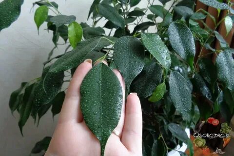 Фикус бенджамина полив