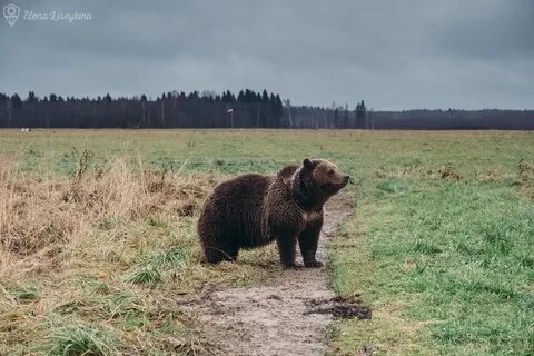 Медвежонок искавший