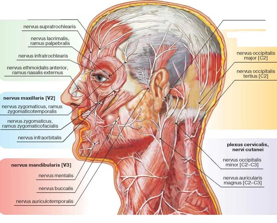 Лицевой нерв анатомия схема для косметологов. Анатомия нервов головы. Анатомия нервов головы и шеи. Нервы головы человека анатомия.