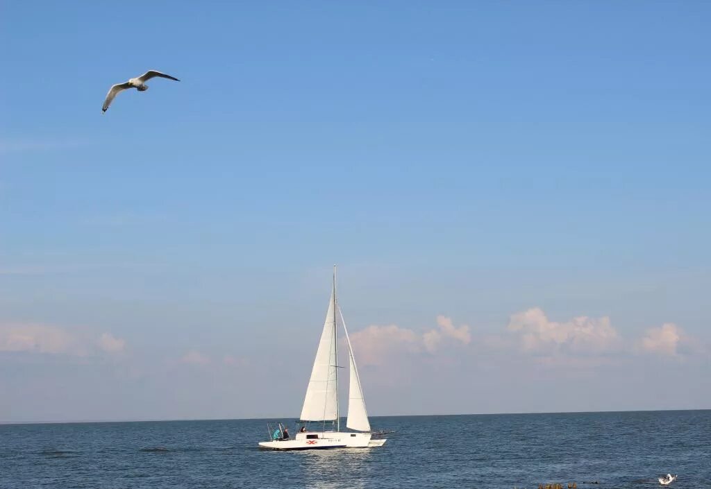 Парус над головой. Море парусник Чайки. Море Парус Чайки. Чайки, корабль и море. Паруса Чайки.