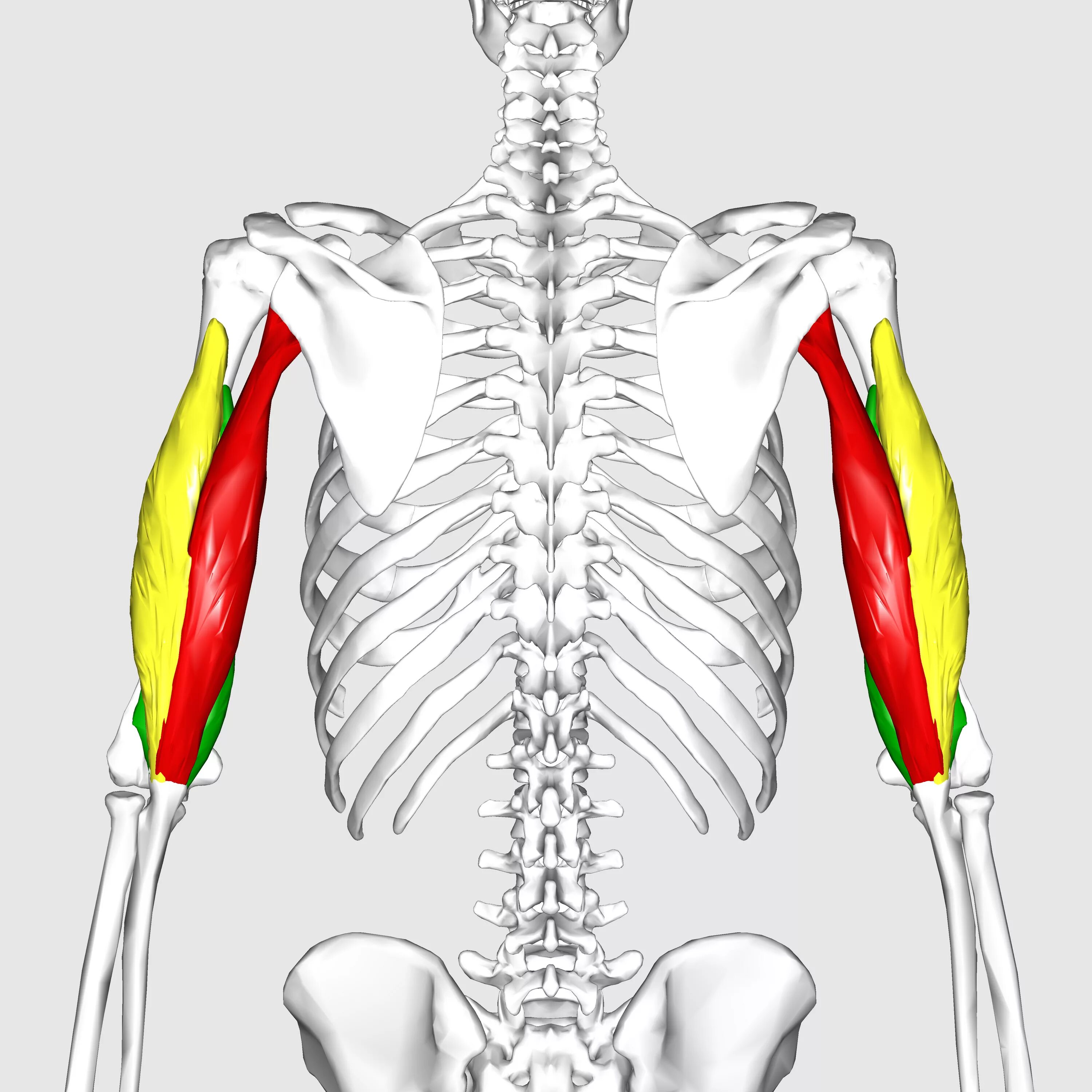 Трицепс мышца. Трехглавая мышца плеча трицепс. Трехглавая мышца плеча анатомия. Головки трехглавой мышцы плеча. Трицепс плеча анатомия.