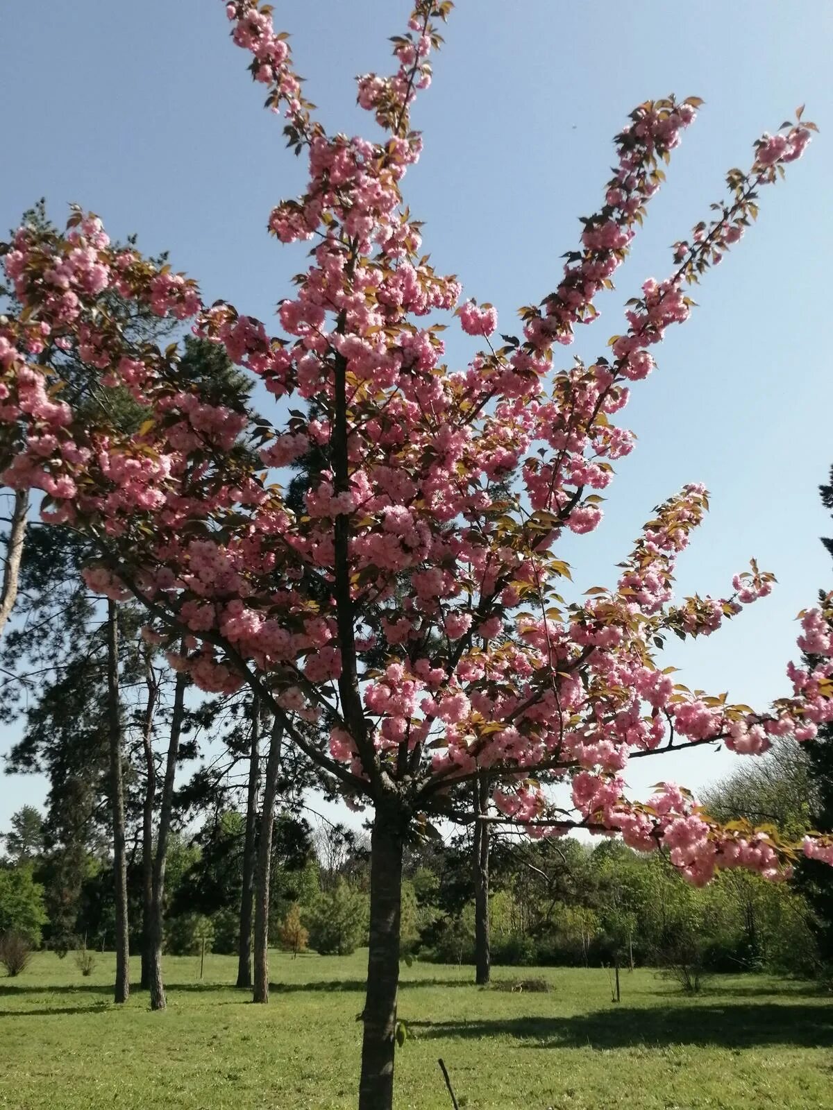 Розовое цветущее дерево название. Ткемали цветущее дерево. Сакура в Майкопе дерево. Дерево цветет розовыми цветами. Цветущее розовое дерево.