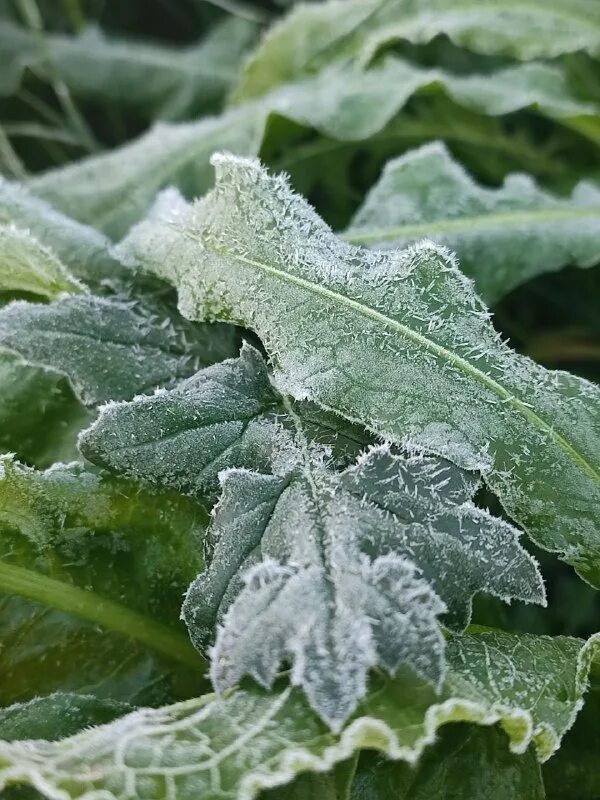 Желтый мох на деревьях что это. Покрываться растительностью. Заморозки. Деревня хутуван китай. Зернистый иней.