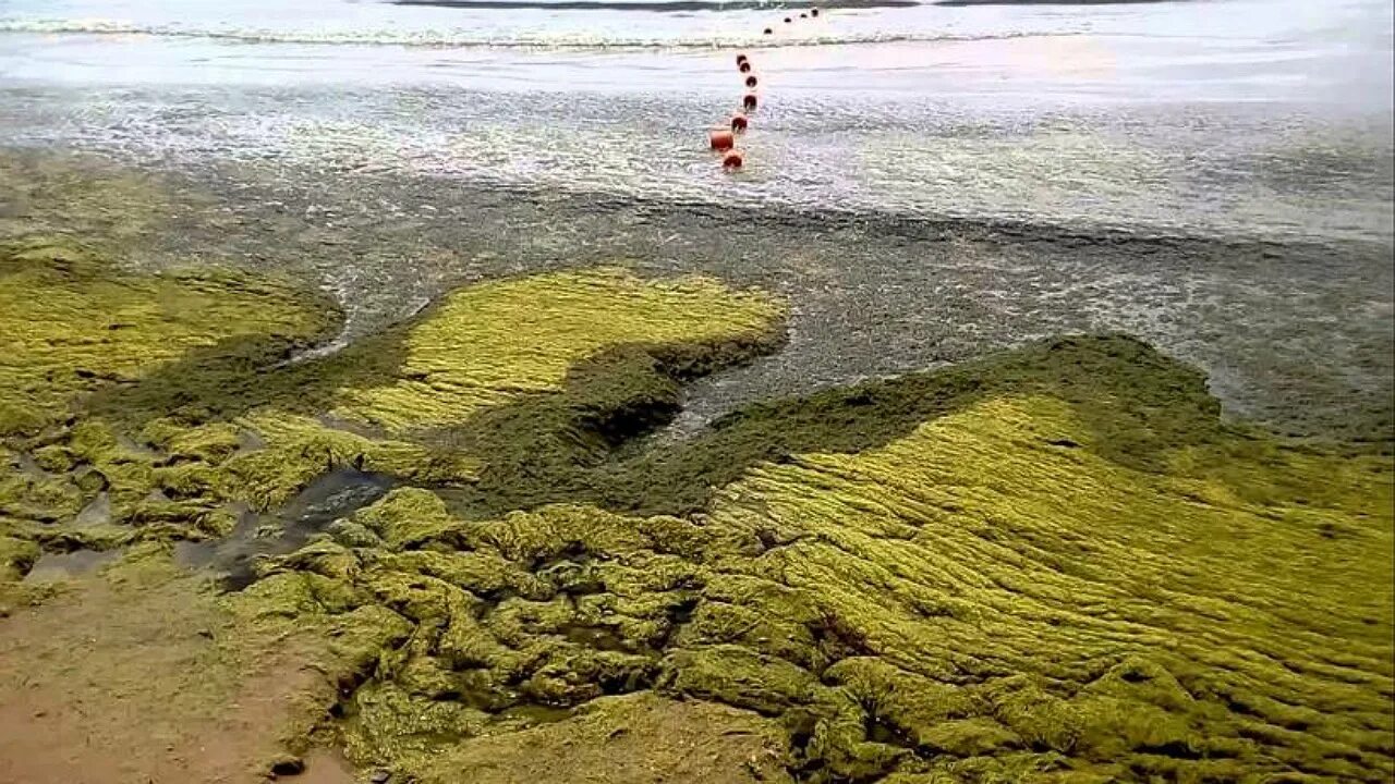 Водоросли цветут. Цветение водорослей в Анапе. Водоросль камка в Анапе. Водоросли в черном море в Анапе. Черное море Анапа цветет водоросли.