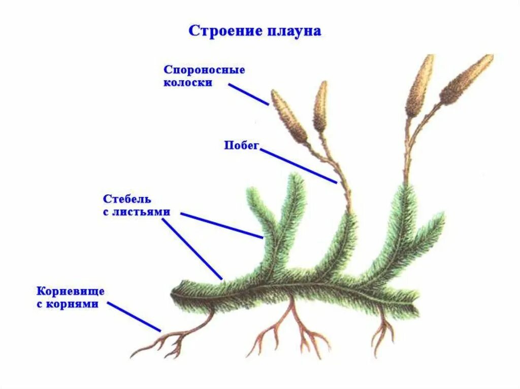 Внешнее строение плауна. Внешнее строение плауна булавовидного. Плаун булавовидный строение. Побег плауна булавовидного.