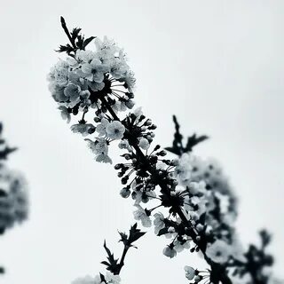 Black sakura