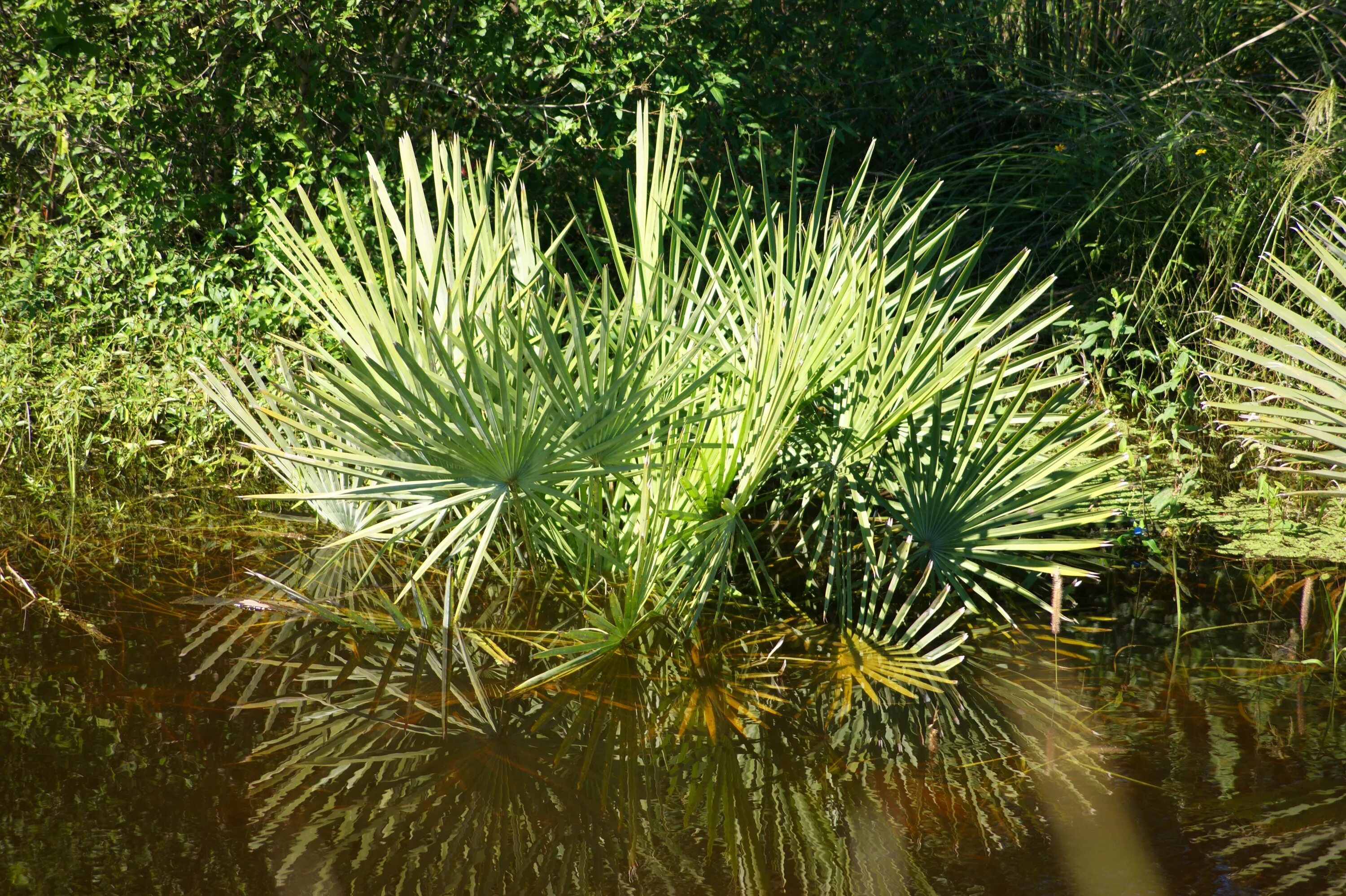Виды растений в южной америке. Болотные растения. Растительность Парагвая. Растительность Южной Америки. Болотные Южные растения.