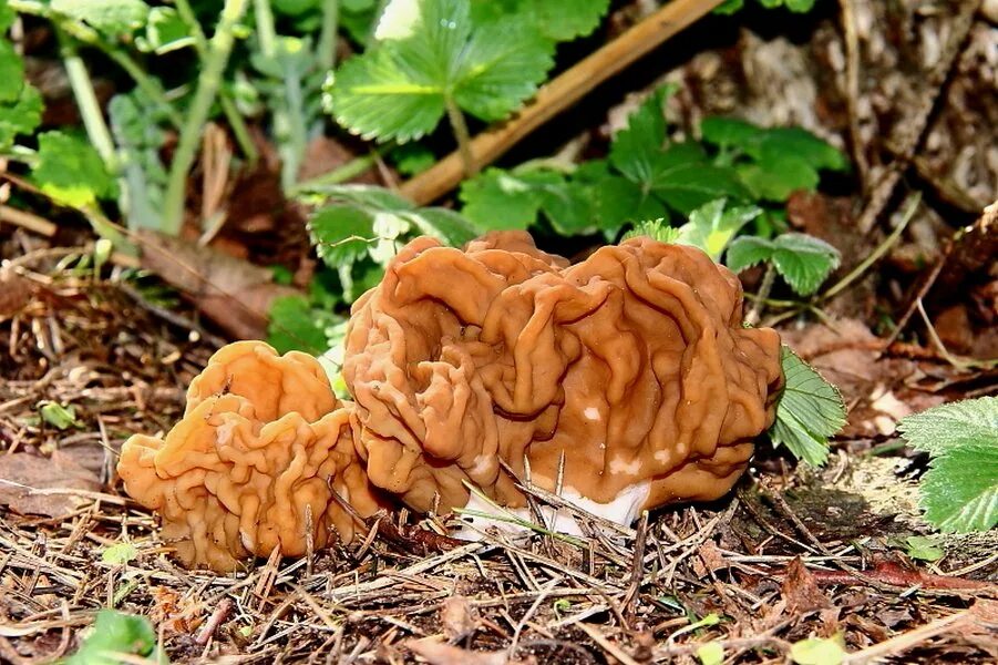 Сморчок гигантский. Строчок гигантский — Gyromitra Gigas.. Строчок гриб весенний. Гриб строчок обыкновенный. Сморчки грибы.