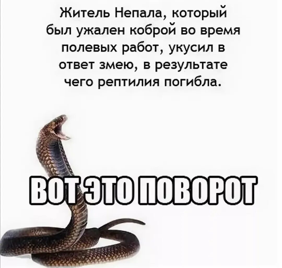 Что говорится змей. Шутки про змею. цитаты про змей. анекдот про змею. змеи цитаты.