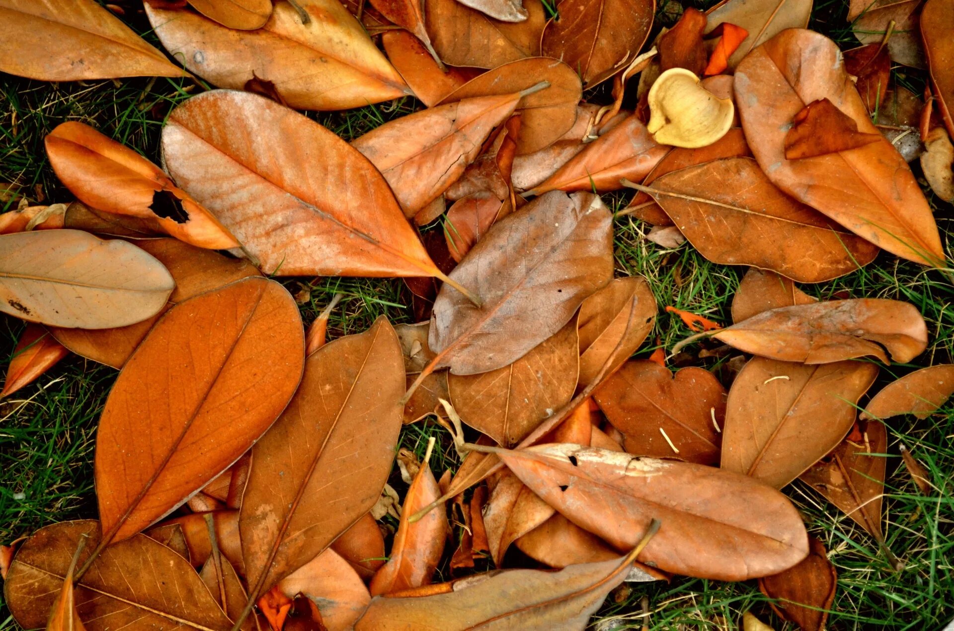 Опавшие листья книга. Листья лежат. Посуда из опавших листьев. Опавшие листья. Лежачий лист.