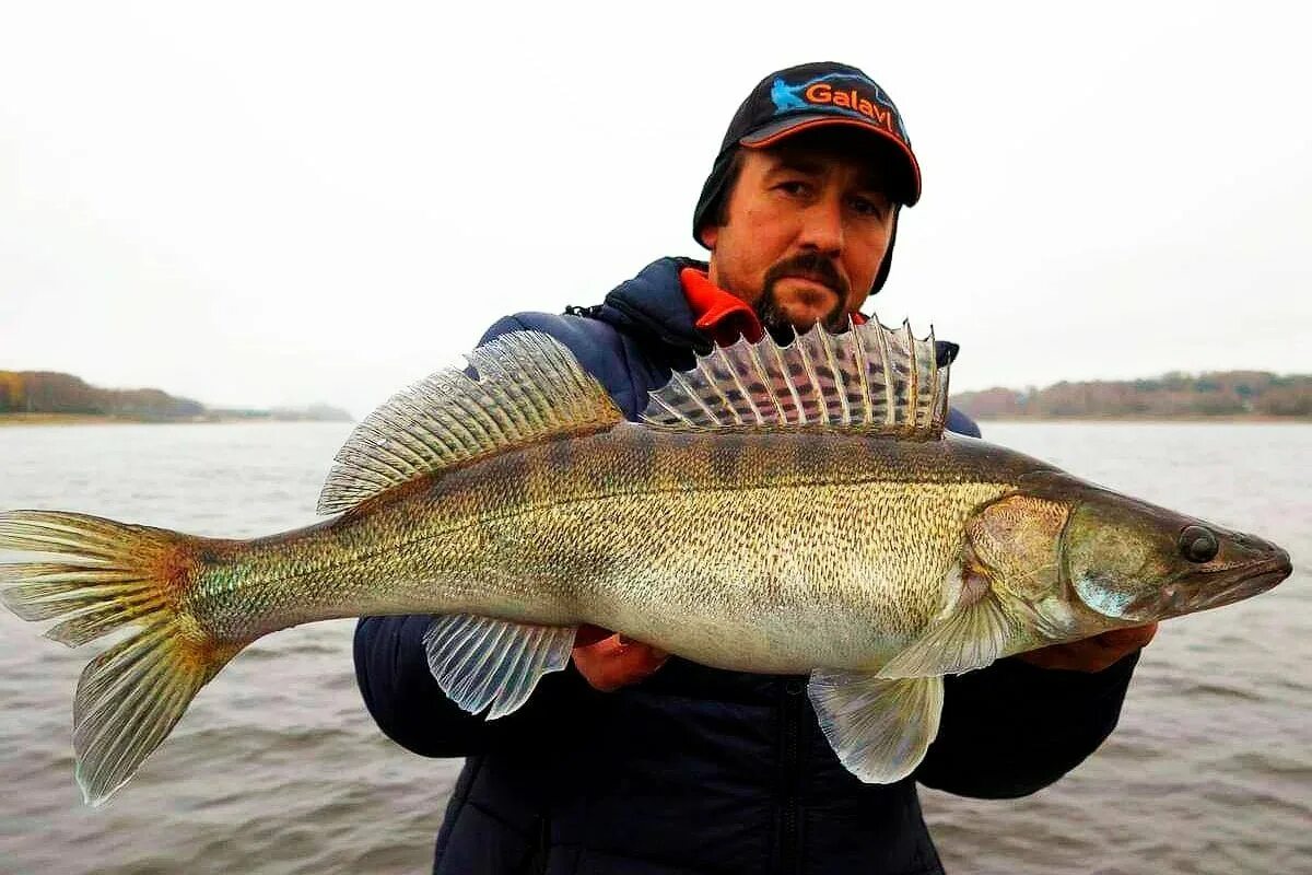 Обыкновенный судак. Судак ханкайский рыба. Обыкновенный судак. Светлопёрый судак. Обыкновенный судак речной.