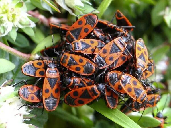 Файл:Pyrrhocoris-apterus 3.jpg - Википедия
