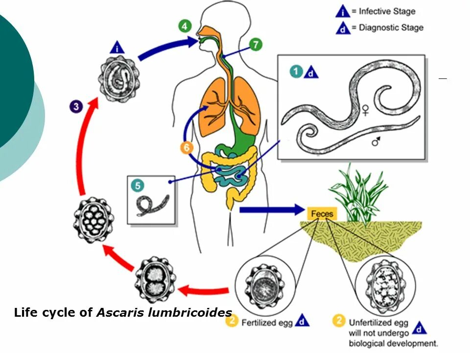 Аскарида человеческая жизненный цикл. Ascaris lumbricoides кайси усулда аникланади. Parasite infection прохождение. Ascaris lumbricoides IGG положительный лечение у детей. Окончательный хозяин аскари.