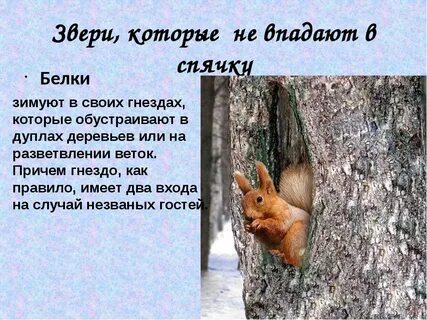 Белка впадает в спячку зимой или нет