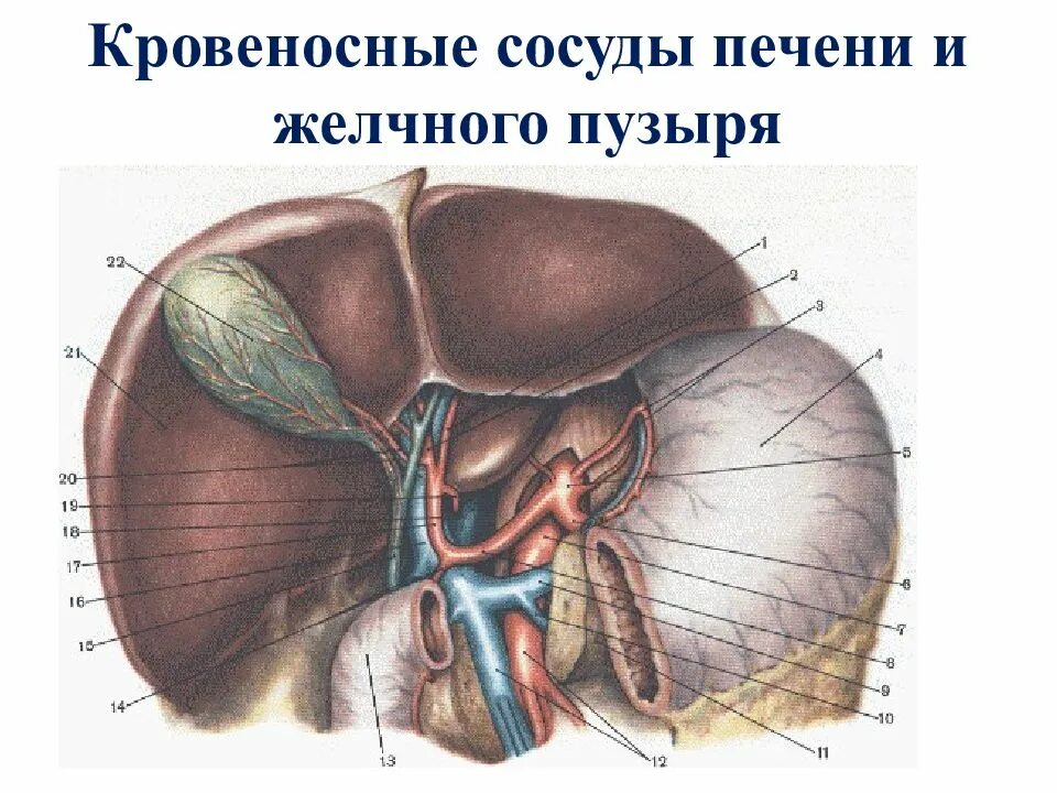 Скелетотопия печени топографическая анатомия. Кровоснабжение желчного пузыря анатомия. Топография печени кровоснабжение. Синтопия печени топографическая анатомия. Сосуды желчного пузыря