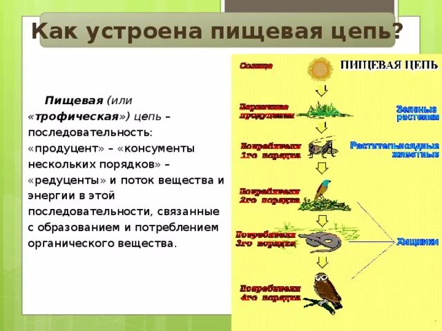 Личинка редуцент. Цепь питания из 6 звеньев продуценты редуценты консументы. Цепь питания из 4 звеньев редуценты продуценты консументы. Цепь питания из 4-5 звеньев продуценты,консументы и редуценты. Цепь из двух трофических (5 цепей) продуценты консументы редуценты.