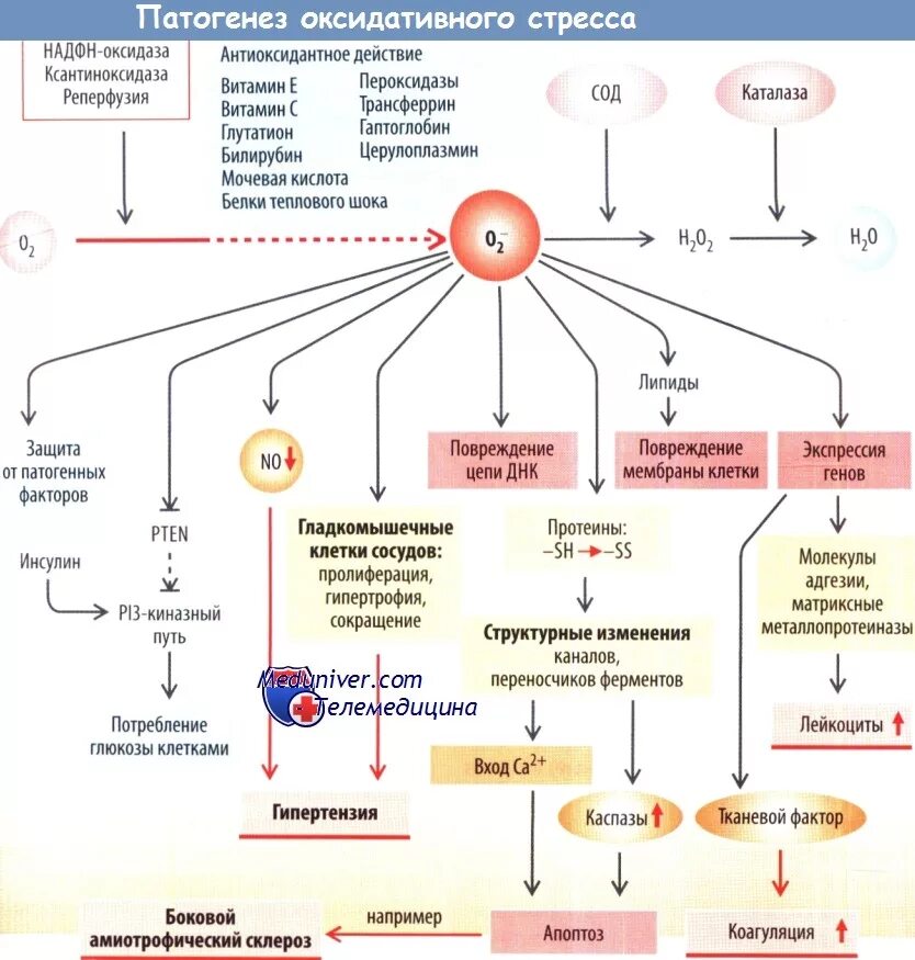 Оксидативный стресс схема. Механизм развития стресса патофизиология. Механизмы окислительного стресса. Окислительный стресс схема. Механизмы развития стресса